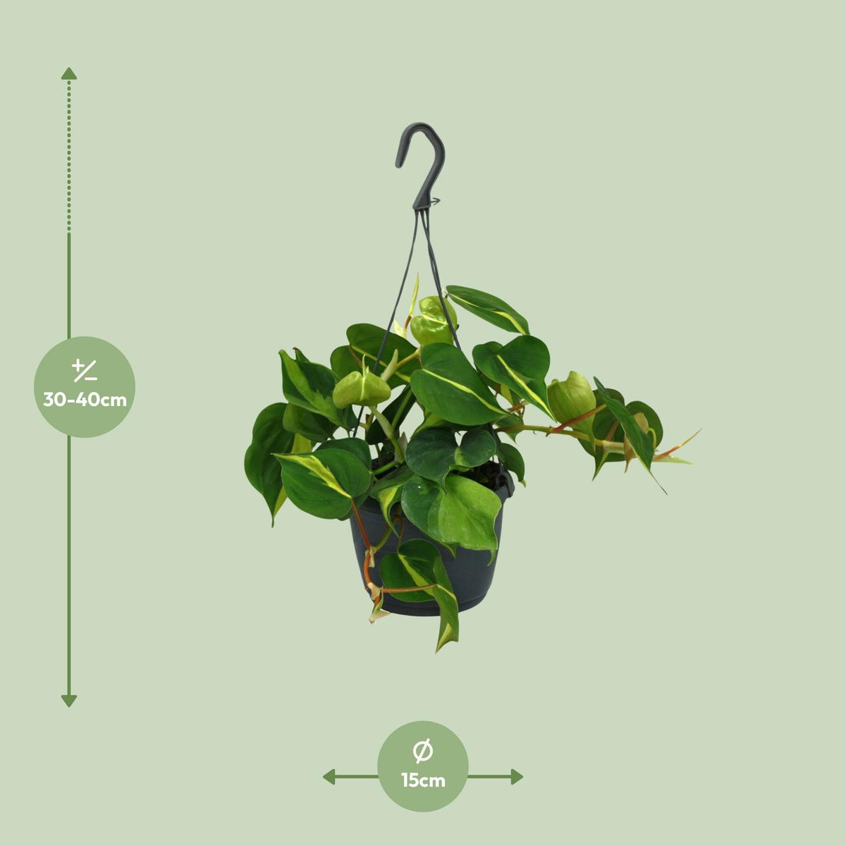 Philodendron scandens 'Brasil' - Ø15cm - ↕35cm