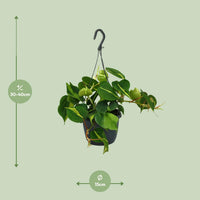 Philodendron scandens 'Brasil' - Ø15cm - ↕35cm