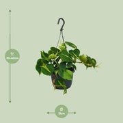 Philodendron scandens 'Brasil' - Ø15cm - ↕35cm