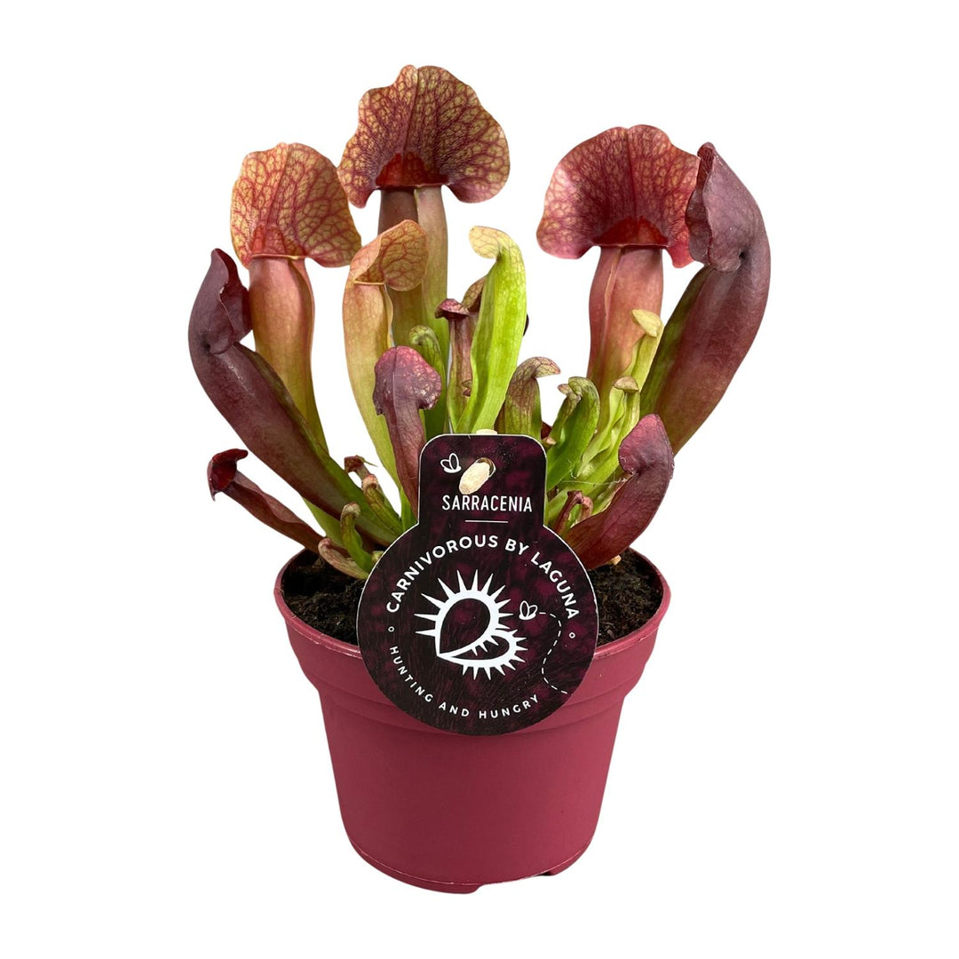 Sarracenia 'Catesbaei' - Ø12cm - ↕25cm