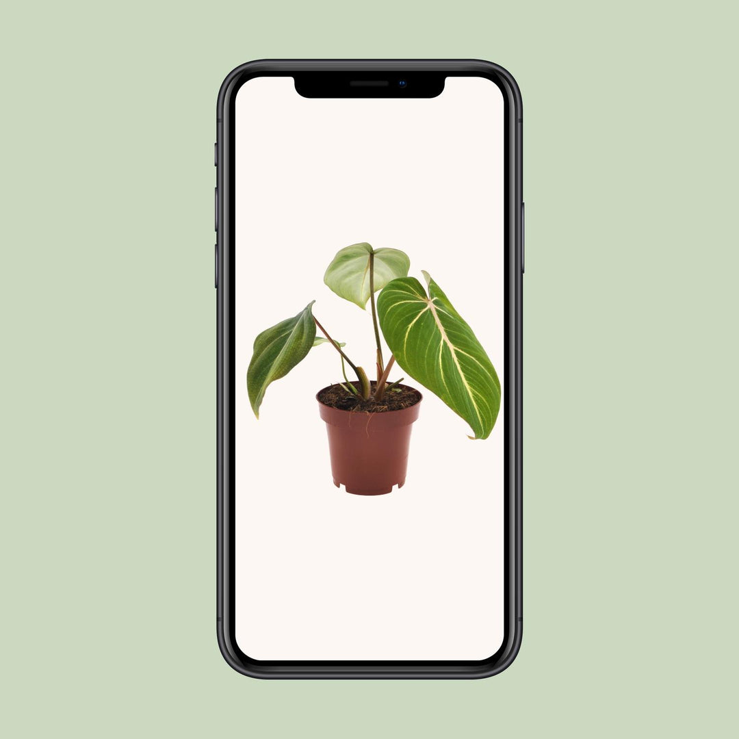 Philodendron selloum 'Atom' - Ø12cm - ↕25cm