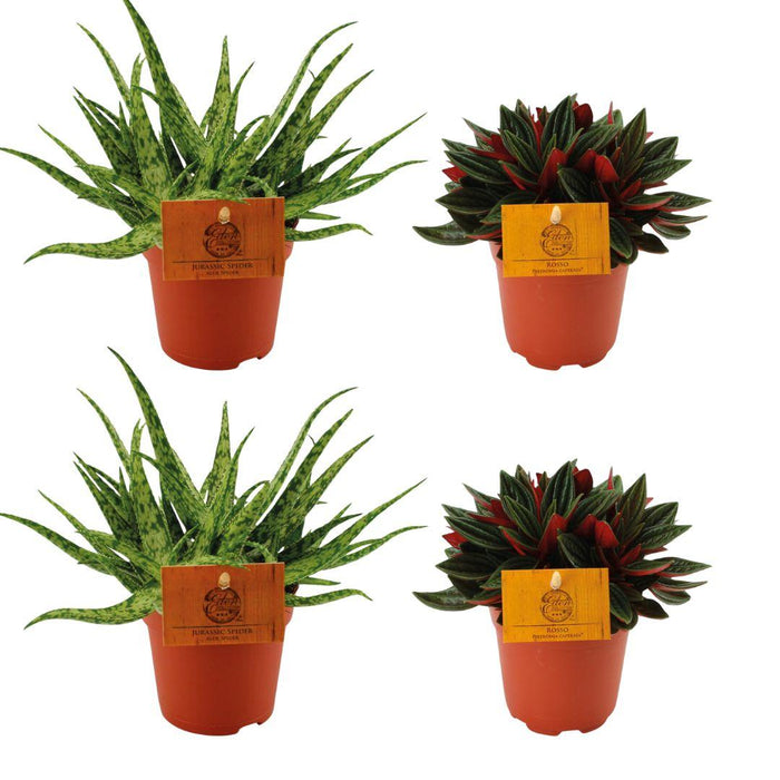 Set of 4 Plants - 2x Aloe Spider + 2x Peperomia Rosso - Ø10.5cm - ↕10cm