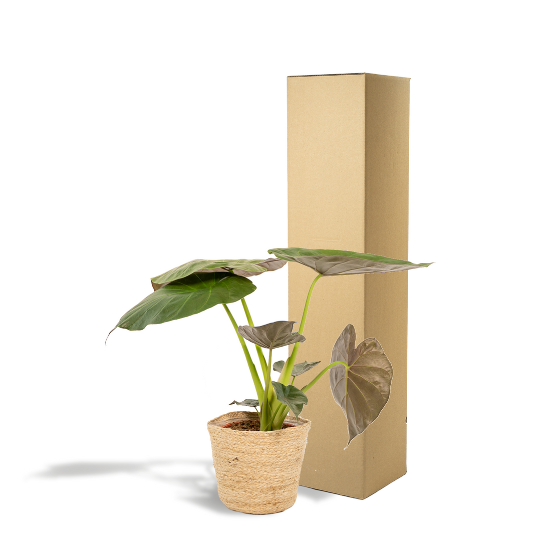 Alocasia wentii in Selin Basket - Ø19cm - ↕65cm