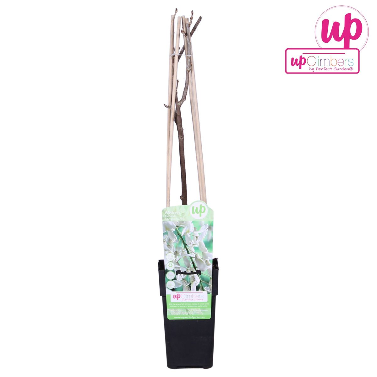 Wisteria floribunda 'Longissima Alba' - Pioggia bianca - Ø15cm - ↕65cm