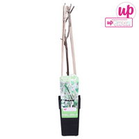 Wisteria floribunda 'Longissima Alba' - Pioggia bianca - Ø15cm - ↕65cm