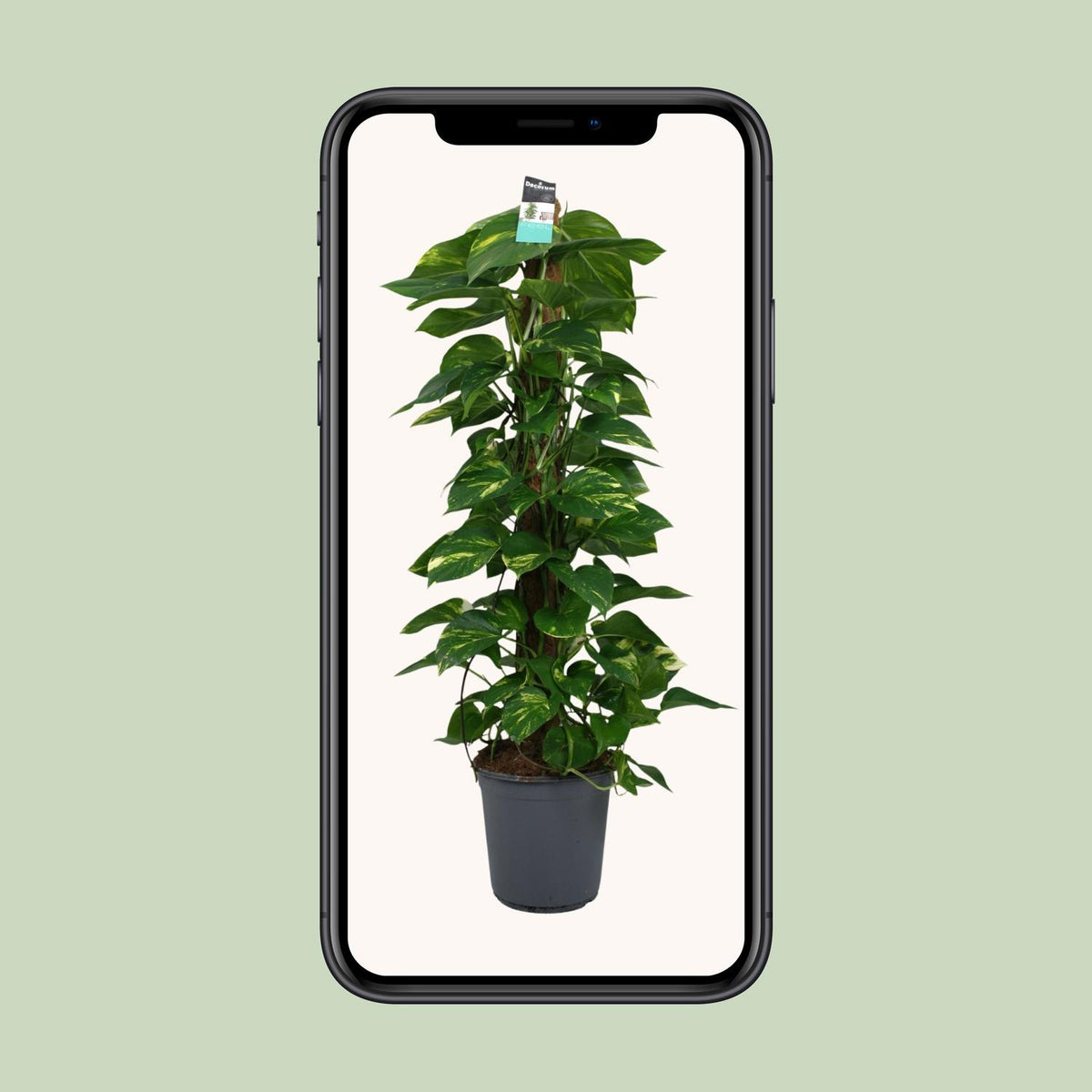 Epipremnum (Scindapsus) - Ø24cm - ↕120cm