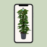 Epipremnum (Scindapsus) - Ø24cm - ↕120cm