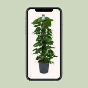 Epipremnum (Scindapsus) - Ø24cm - ↕120cm