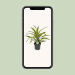 Load image into Gallery viewer, Dracaena fragrans &#39;Lemon Lime&#39; - Ø17cm - ↕40cm
