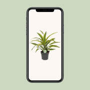 Dracaena fragrans 'Lemon Lime' - Ø17cm - ↕40cm