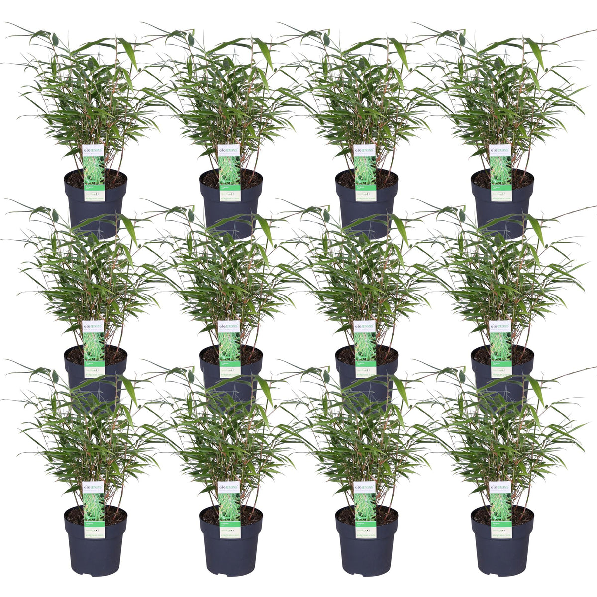 Fargesia rufa (Bambù) - 12 piante - Ø14cm ↨40cm