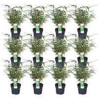 Fargesia rufa (Bambù) - 12 piante - Ø14cm ↨40cm
