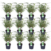 Fargesia rufa - 12 pieces - ↨40cm - Ø14