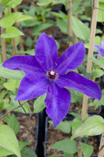Load image into Gallery viewer, Clematis &#39;The President&#39; (Clematis Purple) - Ø15cm - ↕65cm
