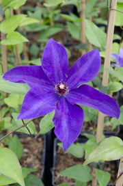 Clematis 'The President' (Clematis Purple) - Ø15cm - ↕65cm
