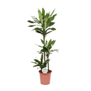 Dracaena fragrans 'Janet Lind' - Ø24cm - ↕130cm