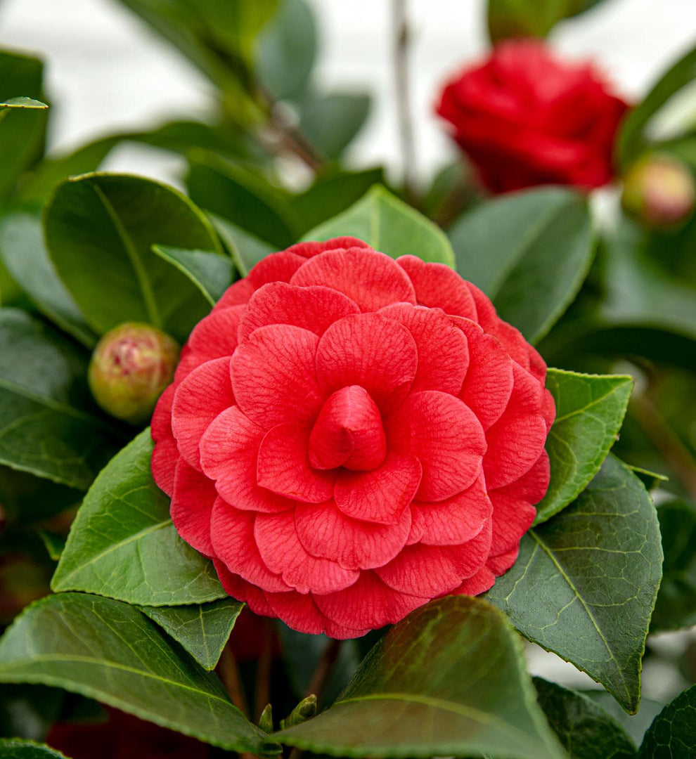Camellia japonica 'Black Lace' - Ø19cm - ↨65cm