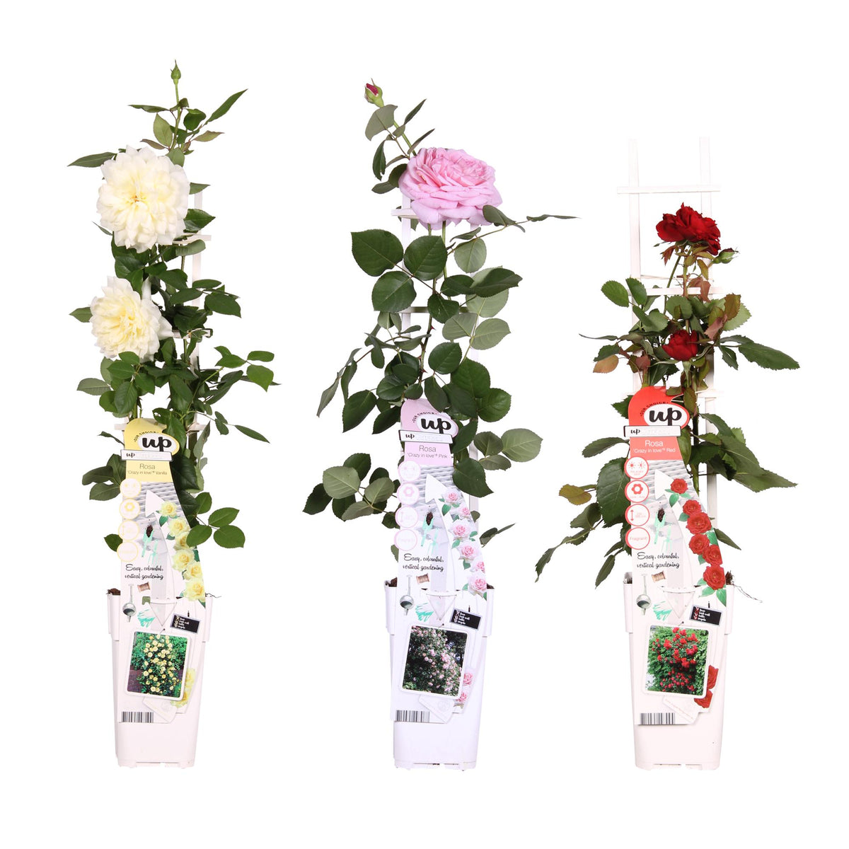 Rose in varietà - 3 piante - Ø15 - ↨65cm