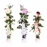 Load image into Gallery viewer, Rosa mix - 3 pieces - ↨65cm - Ø15
