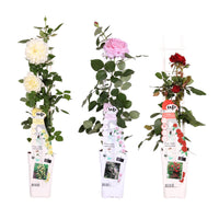 Rose in varietà - 3 piante - Ø15 - ↨65cm