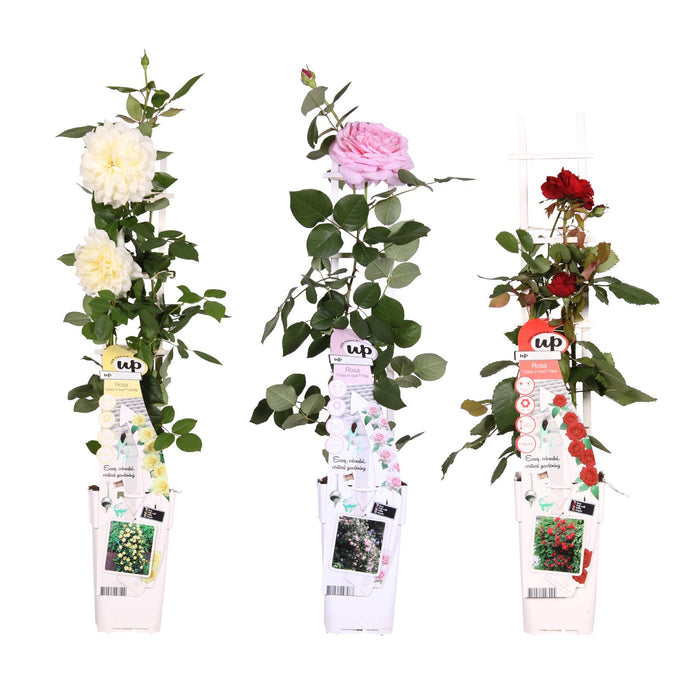 Rosa mix - 3 pieces - Ø15 - ↨65cm