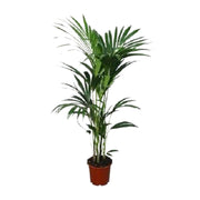 Howea forsteriana (Kentia) - Ø24 - ↨120cm