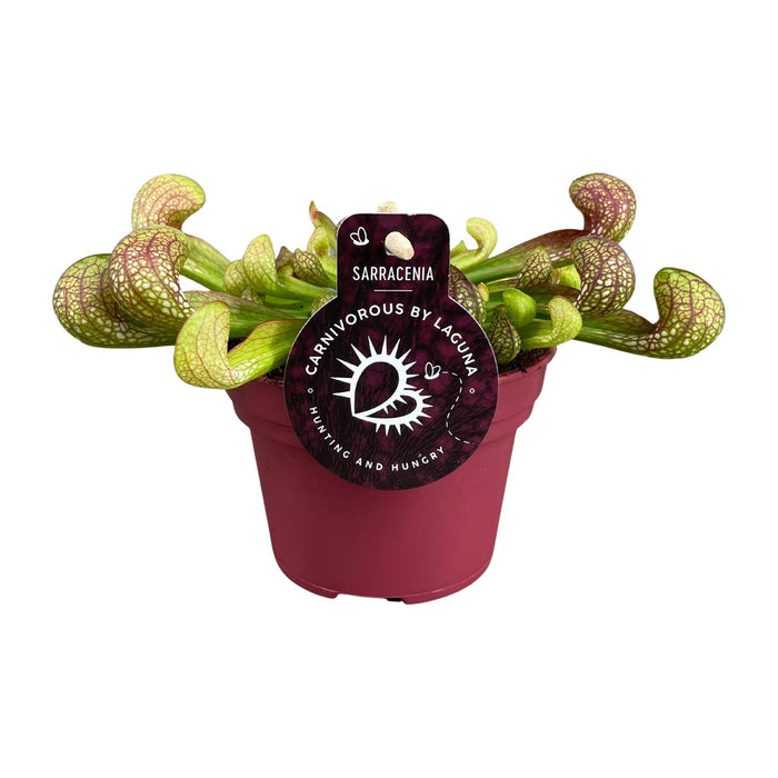 Sarracenia psittacina - Ø12cm - ↕15cm