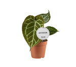 Carica l'immagine nel visualizzatore Galleria, Anthurium crystallinum - Ø12cm - ↕20cm