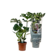 Monstera deliciosa - Ø17cm - ↕55cm