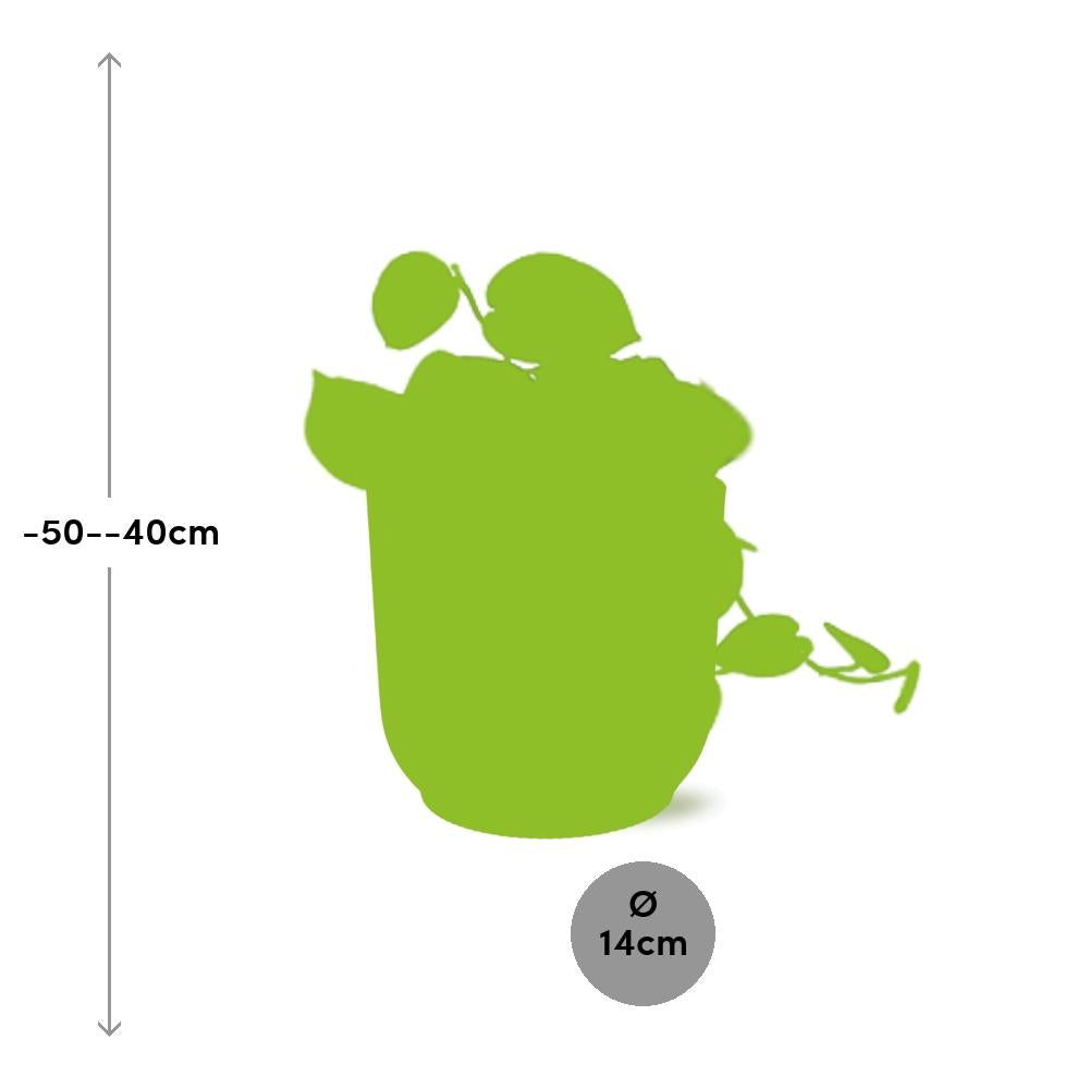 Scindapsus pictus ‘Argyraeus’ in ELHO Vibes Fold Pot, Yellow, Ø14cm - ↕45cm