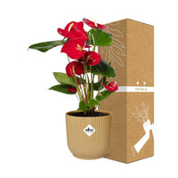 Anthurium andraeanum Rosso in vaso ELHO Vibes Fold, Giallo, Ø14cm - ↕35cm