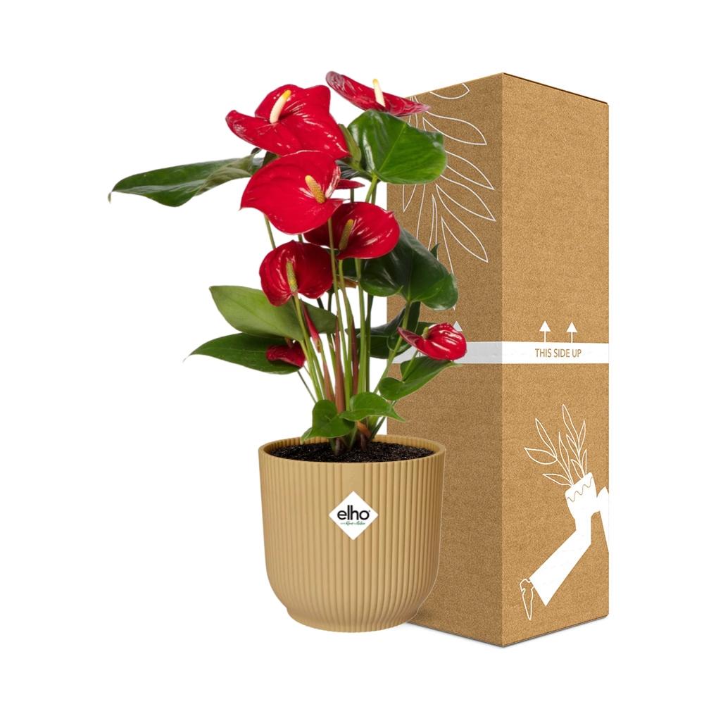Anthurium andraeanum Rosso in vaso ELHO Vibes Fold, Giallo, Ø14cm - ↕35cm