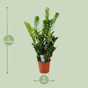 Zamioculcas zamiifolia - Ø21cm - ↕100cm