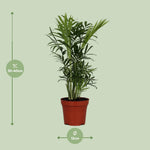 Load image into Gallery viewer, Chamaedorea elegans - Ø12cm - ↕40cm