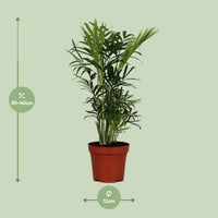 Chamaedorea elegans (Palma della Fortuna) - Ø12cm - ↕40cm