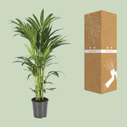 Howea Forsteriana (Kentia) - Ø21cm - ↕100cm