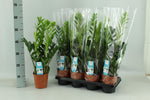 Load image into Gallery viewer, Zamioculcas zamiifolia - Ø14cm - ↕65cm