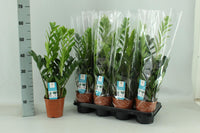 Zamioculcas zamiifolia - Ø14cm - ↕65cm