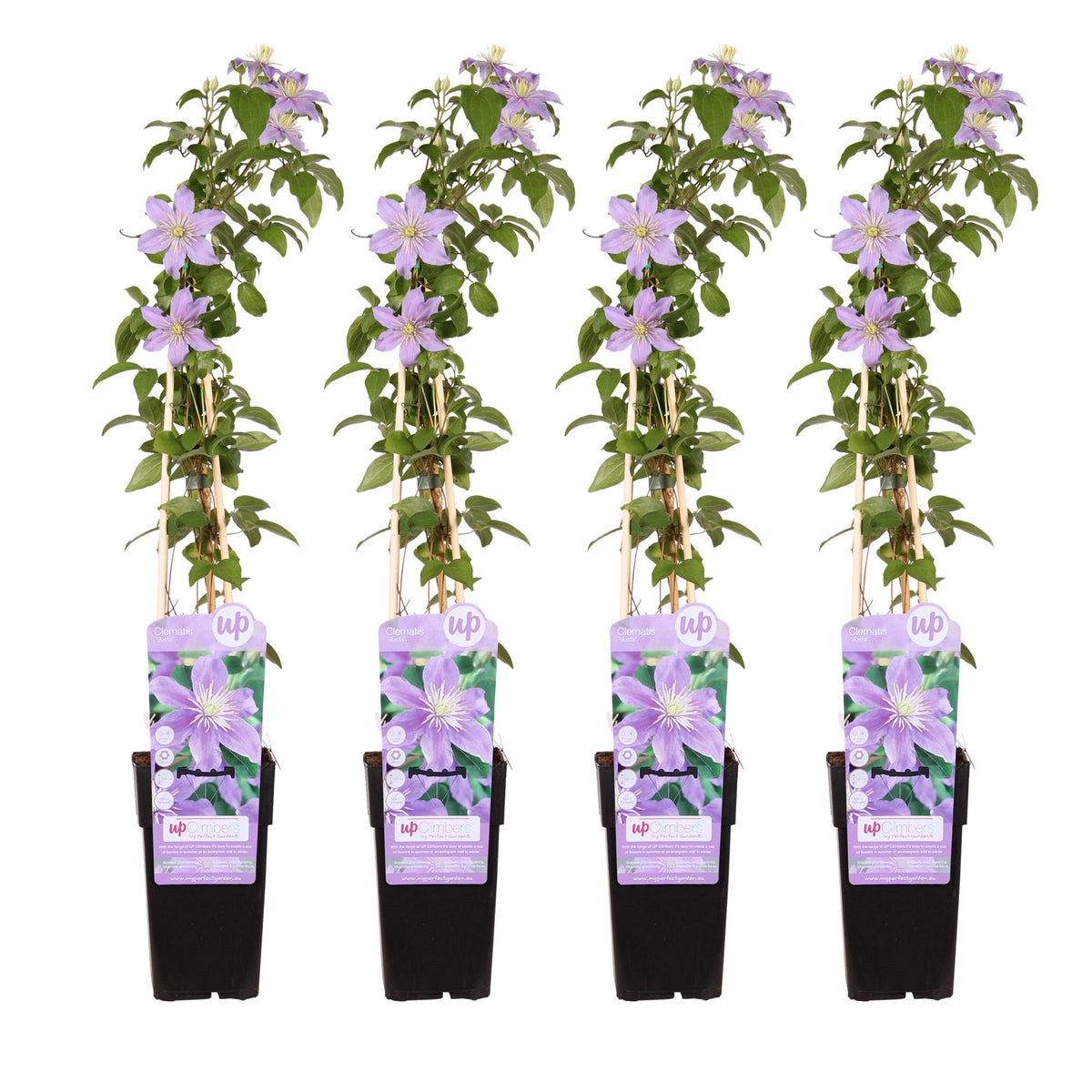 Clematis 'Justa' - 4 piante - Ø15 - ↨65cm