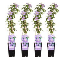 Clematis 'Justa' - 4 piante - Ø15 - ↨65cm