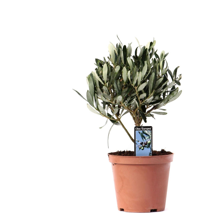 Olea europaea (on stem) - Ø13cm - ↕21cm