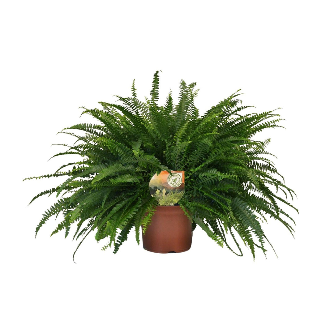 Nephrolepis exaltata 'Green Lady' - Ø19cm - ↕60cm