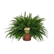 Nephrolepis exaltata 'Green Lady' - Ø19cm - ↕60cm