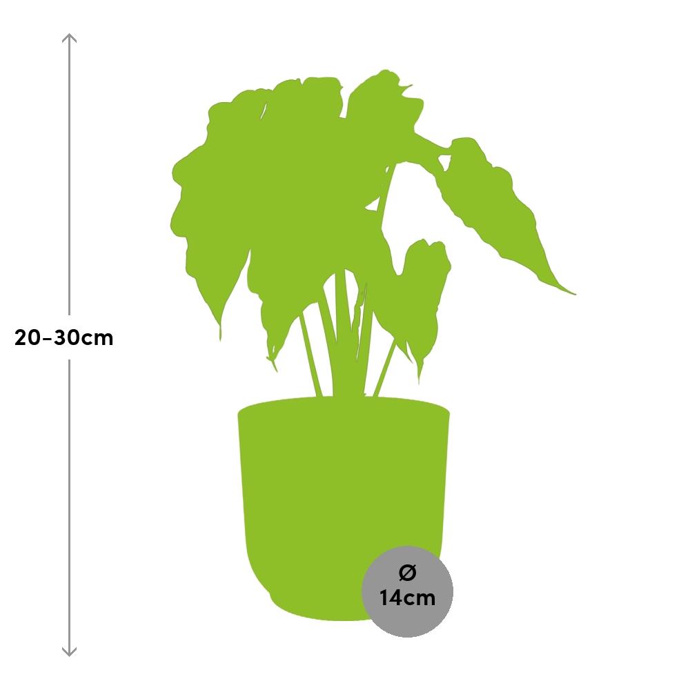 Alocasia amazonica ‘Polly’ in ELHO Vibes Fold pot, Pink, Ø14cm - ↕25cm