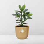 Carica l&#39;immagine nel visualizzatore Galleria, Clusia rosea &#39;Princess&#39; in ELHO Vibes Fold, Yellow, Ø14cm ↕25cm
