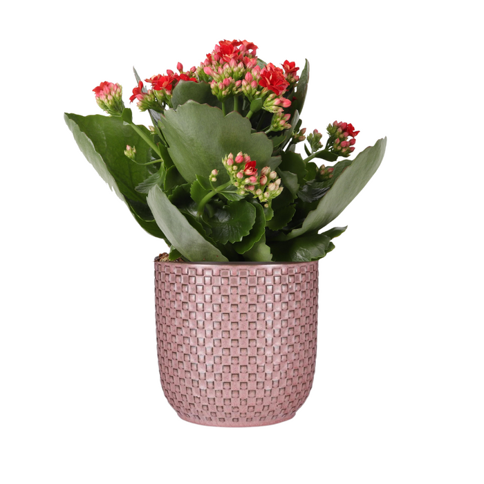 Kalanchoe Rosalina Don Justino Red plant in a decorative pink relief pot showcasing vibrant red flowers and lush green leaves.