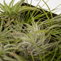 Tillandsia Air mix - 5 pezzi - ø6 - 6 cm