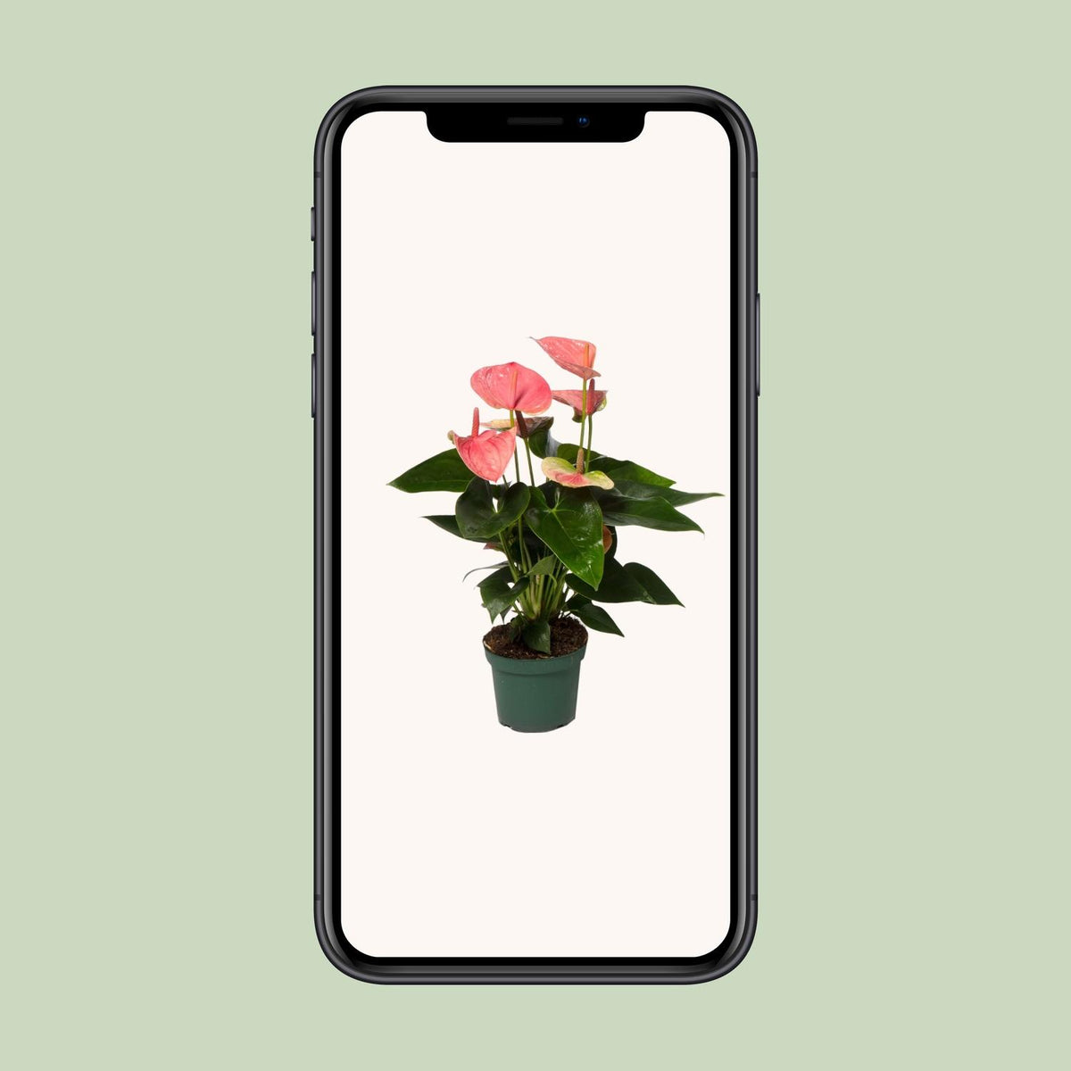 Anthurium andraeanum 'Sweet Dream' - Ø12cm - ↕35cm
