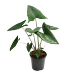 Load image into Gallery viewer, Alocasia zebrina - Ø21cm - ↕60cm