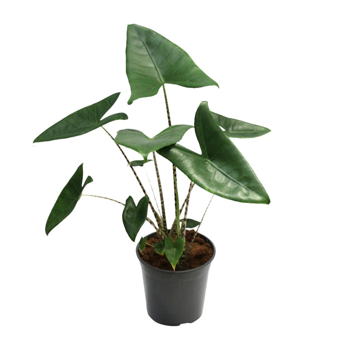 Alocasia zebrina - Ø21cm - ↕60cm